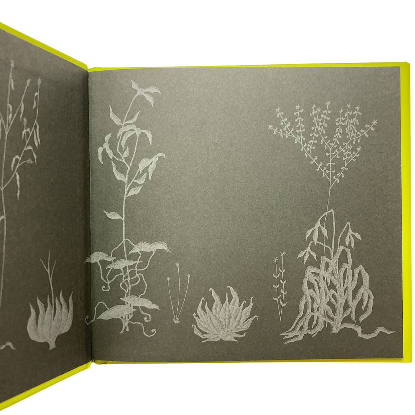 Edward Gorey book illustration with whimsical white plants on dark paper, The Edward Gorey Online Shop